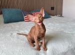 Tofu - Oriental Cat For Sale - Hollywood&comma; FL&comma; US