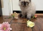 Persian mix female - Himalayan Cat For Sale - Auburn&comma; WA&comma; US