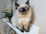 Himalayan Persian male - Himalayan Cat For Sale - Auburn&comma; WA&comma; US