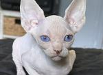 Sphynx - Sphynx Cat For Sale - Miami&comma; FL&comma; US