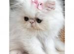 Aries - Persian Cat For Sale - CT&comma; US