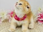 Misty - Scottish Fold Cat For Sale - Atlanta&comma; GA&comma; US