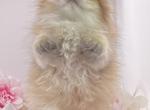 Oreo - Scottish Fold Cat For Sale - Atlanta&comma; GA&comma; US