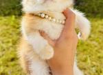 Yoshi - Scottish Fold Cat For Sale - Atlanta&comma; GA&comma; US