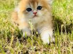 Willow - Scottish Fold Cat For Sale - Atlanta&comma; GA&comma; US
