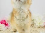 Akio - Scottish Fold Cat For Sale - Atlanta&comma; GA&comma; US