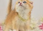 Benny - Scottish Fold Cat For Sale - Atlanta&comma; GA&comma; US