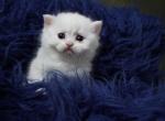 Nicky - Scottish Straight Cat For Sale - North Richland Hills&comma; TX&comma; US