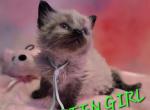 Green Girl - Balinese Kitten For Sale - Dallas&comma; TX&comma; US