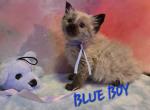 Blue Boy - Balinese Kitten For Sale - Dallas&comma; TX&comma; US