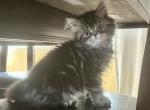 Victor - Persian Cat For Sale - Vincennes&comma; IN&comma; US