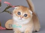 Namua - Munchkin Cat For Sale - Pembroke Pines&comma; FL&comma; US