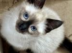B - Siamese Cat For Sale - Catasauqua&comma; PA&comma; US