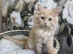 Sofia cream girl - Siberian Cat For Sale - Melbourne&comma; FL&comma; US