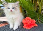 Litter N - Siberian Cat For Sale - Melbourne&comma; FL&comma; US