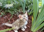 Frost Silver Snow Sepia - Bengal Cat For Sale - Stroudsburg&comma; PA&comma; US