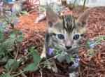 Morsel Brown Marble - Bengal Cat For Sale - Stroudsburg&comma; PA&comma; US