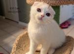 Patches - Scottish Fold Cat For Sale - DeLand&comma; FL&comma; US