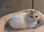Silver Queen - Scottish Fold Cat For Sale - DeLand&comma; FL&comma; US