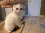 Harry - Scottish Fold Cat For Sale - DeLand&comma; FL&comma; US