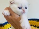INDIANA JONES - Scottish Fold Kitten For Sale - Sunnyvale, CA, US
