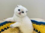 INGRID - Scottish Fold Kitten For Sale - Sunnyvale, CA, US