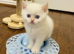 ILIANA - Scottish Straight Kitten For Sale - Sunnyvale, CA, US