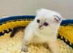 IOLANTHA - Scottish Fold Cat For Sale - Austin&comma; TX&comma; US