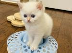 ILIANA - Scottish Straight Cat For Sale - Austin&comma; TX&comma; US