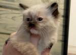 Nimbus - Ragdoll Cat For Sale - Glens Falls&comma; NY&comma; US