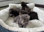 Green Valley Paws - Maine Coon Kitten For Sale - Ashley&comma; WI&comma; US