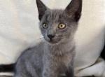 Grey kitten - American Shorthair Cat For Sale - Agawam&comma; MA&comma; US