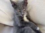 Gray kitten with white paws - American Shorthair Cat For Sale - Agawam&comma; MA&comma; US