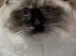 Tortie female - Ragdoll Cat For Sale - New York&comma; NY&comma; US