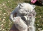 Finn - Polydactyl Kitten For Sale - Absarokee&comma; MT&comma; US