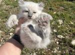Fiona - Polydactyl Kitten For Sale - Absarokee&comma; MT&comma; US