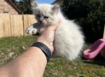 Fiona 2 - Highlander Kitten For Sale - Absarokee&comma; MT&comma; US