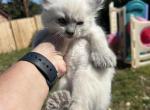 Finn 2 - Highlander Kitten For Sale - Absarokee&comma; MT&comma; US