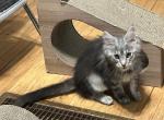 Female Kitten - Maine Coon Cat For Sale - Absarokee&comma; MT&comma; US
