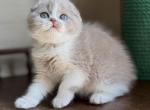 Prosha - Scottish Fold Cat For Sale - Los Angeles&comma; CA&comma; US