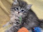 George - Siberian Cat For Sale - Arnold&comma; MO&comma; US