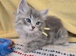 Jewell - Siberian Cat For Sale - Arnold&comma; MO&comma; US