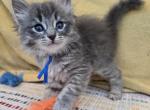 Baxter - Siberian Cat For Sale - Arnold&comma; MO&comma; US