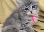 Millie - Siberian Cat For Sale - Arnold&comma; MO&comma; US