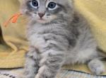 Oliver - Siberian Cat For Sale - Arnold&comma; MO&comma; US