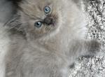 Ivy - Ragdoll Cat For Sale - Denver&comma; PA&comma; US
