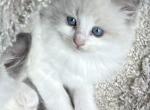 Buttercup - Ragdoll Cat For Sale - Denver&comma; PA&comma; US