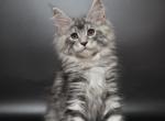 Tibet - Maine Coon Cat For Sale - Hollywood&comma; FL&comma; US