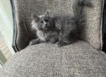 Ready to Move Boy Siberian Purebred - Siberian Cat For Sale - Old Bridge&comma; NJ&comma; US