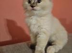 Ragdoll Tortie Mink Female - Ragdoll Cat For Sale - Jacksonville&comma; NC&comma; US